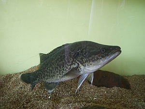 A clearer path for Australian fish