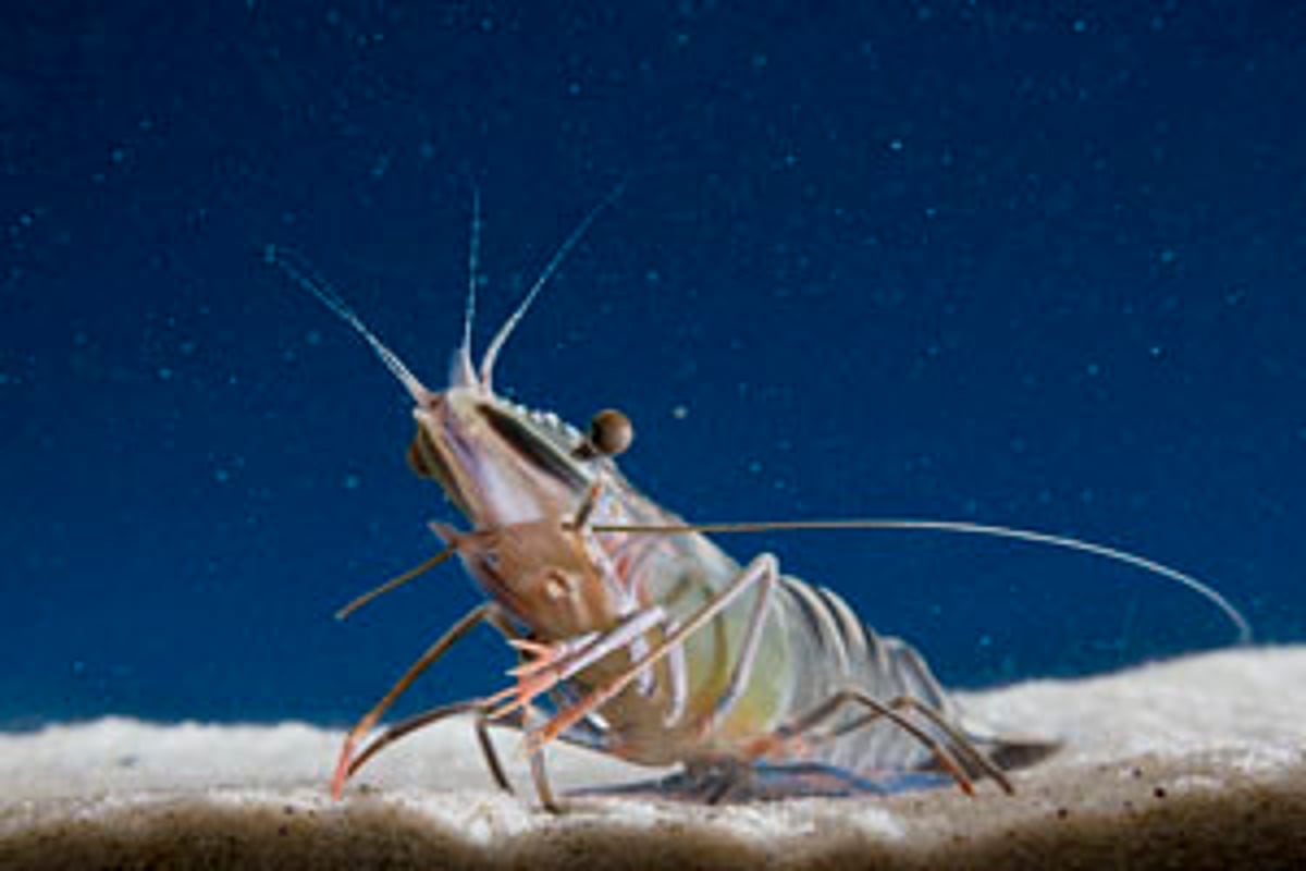 Prawd Dissecting the dining habits of prawns