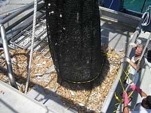 FAO commends Australian prawn fishers