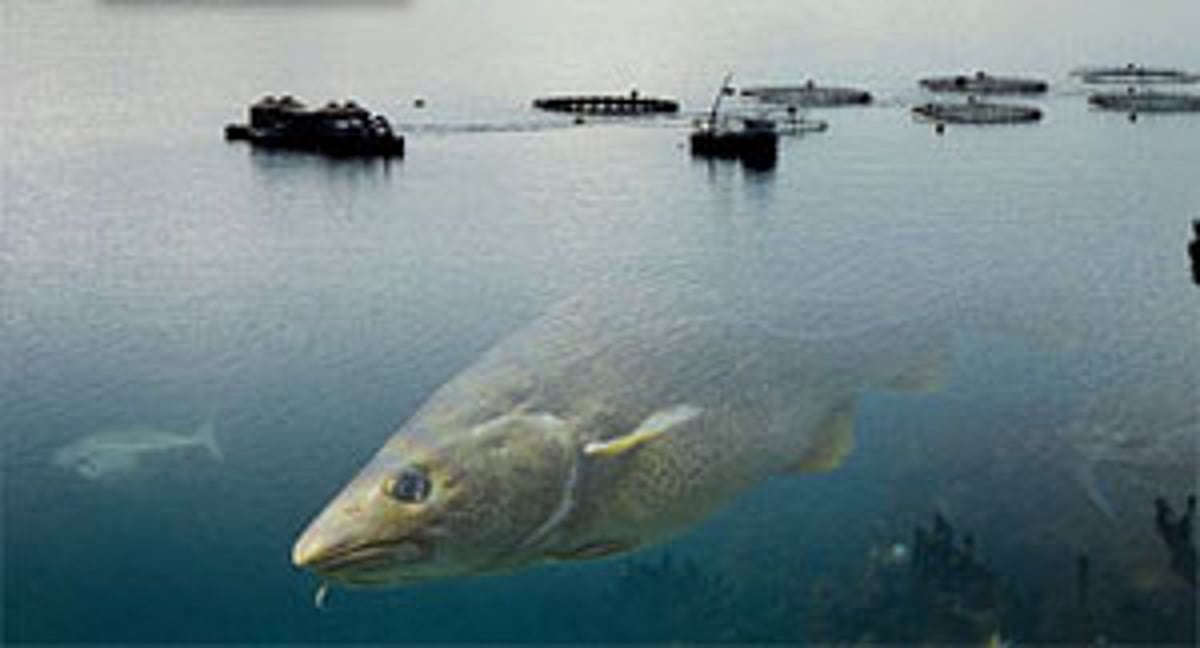 Cod Farm Griffith Norway’s two main cod-farmers merge