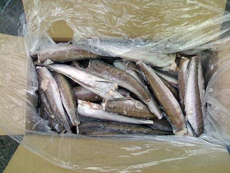 Russia to limit fish exports with economic tools
