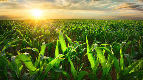 Ag feature stock image BankNews.com