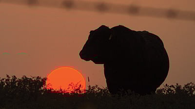 Wildlife stock image BankNews.com