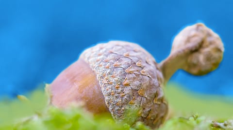 Acorn photo BankNews.com