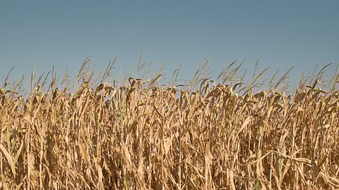 Farm net income increases by nearly 14 percent in 2022