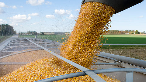 Corn stock image BankNews.com