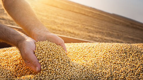 Agriculture stock image BankNews.com