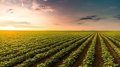 Crop stock image BankNews.com