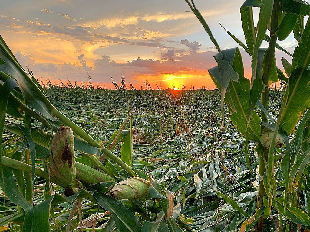 Weather, mental health complicate agriculture