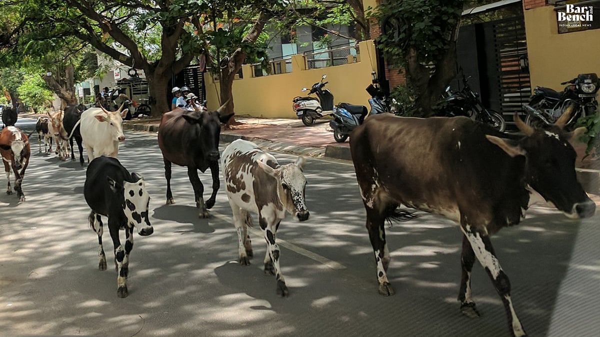 Stray cattle on roads an invitation to death: Supreme Court calls for compensation policy for accident victims