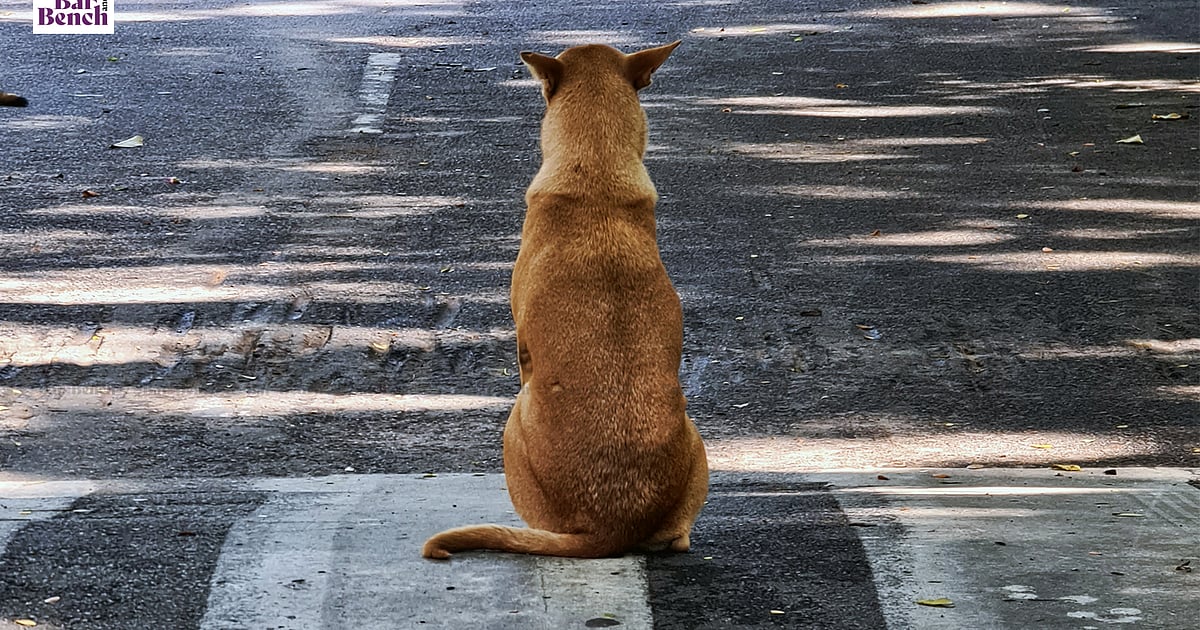 No serious effort made by police to trace 2 stray dogs missing from IGI airport: Delhi court