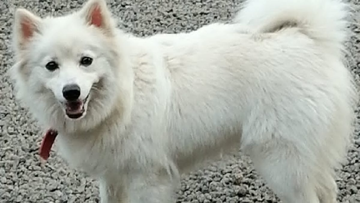 Madras HC quashes animal cruelty case against man accused of pelting stone at dog that bit him