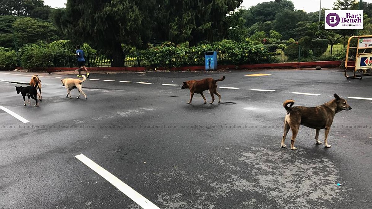News 1 Can anyone randomly pick up or kill stray dogs after Supreme Court judgment? Here’s what the ruling actually says