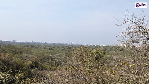 Delhi forests