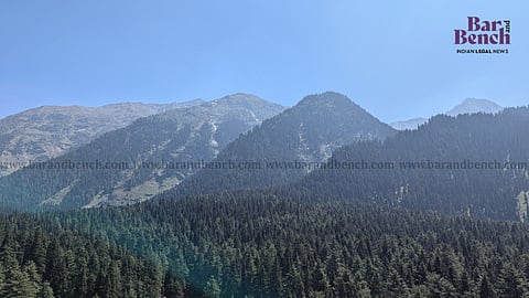 Forest