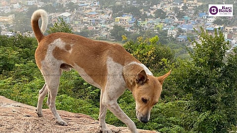 Dog