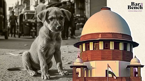 Supreme Court, Stray Dog