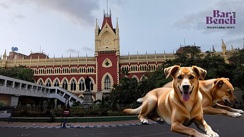 Stray Dogs with Calcutta High Court