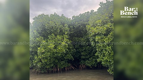 Mangrove Forest