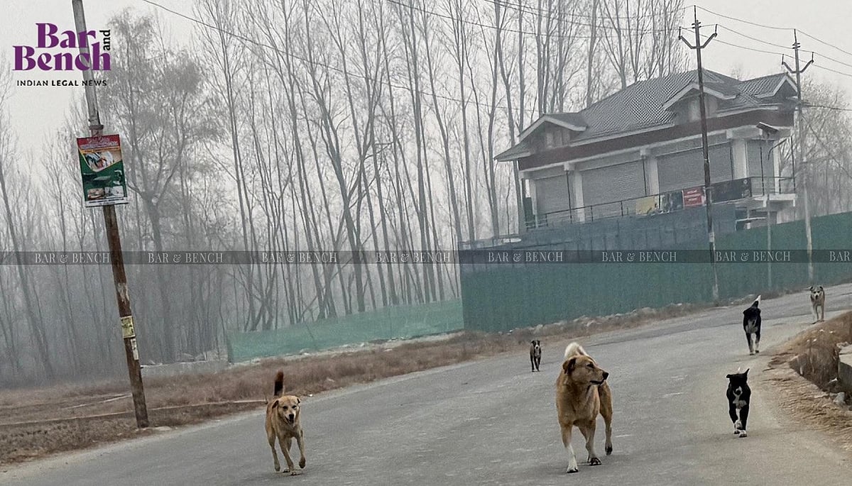 Stray dogs: Supreme Court unhappy with adequacy of measures taken by States, warns action
