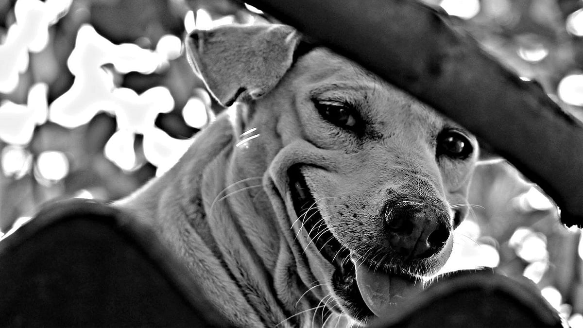 Why can’t hospitals, schools, colleges have stray dogs on campus? Supreme Court answers