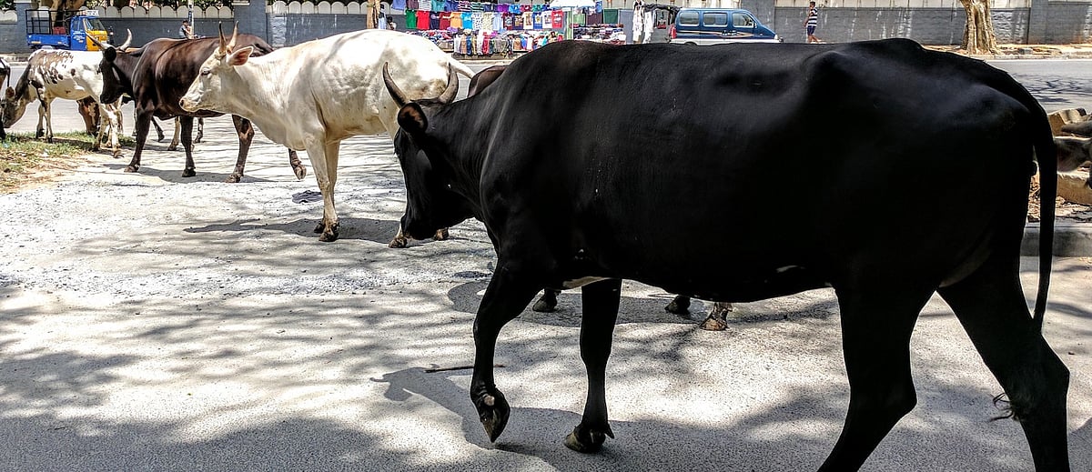 Animals may be mute but we have to speak on their behalf: Punjab and Haryana High Court rejects compromise - Vimarsana News