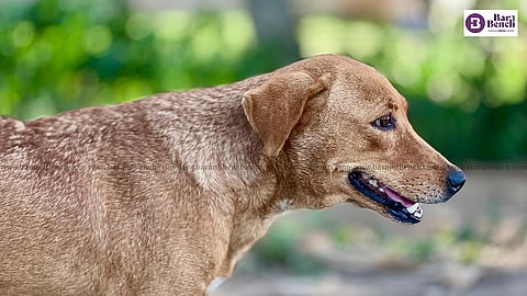 Stray Dog
