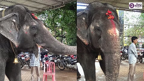 Elephant
