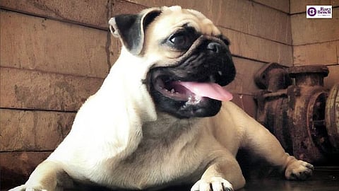 Pug
