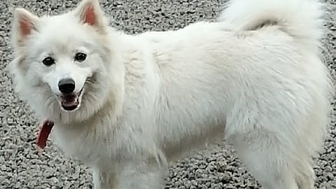 Pet dog 
