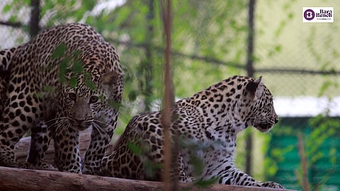 leopards
