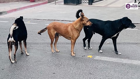 Dogs
