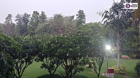 TreesImage for representative purpose