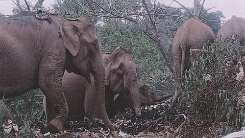 Elephants, plastic waste near Sabarimala