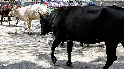 Cows
