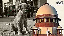 Supreme Court, Stray Dog