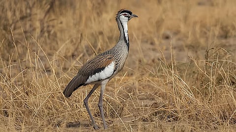 Great Indian Bustard
