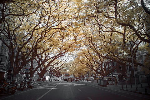Photo of shaded  road in Chennai