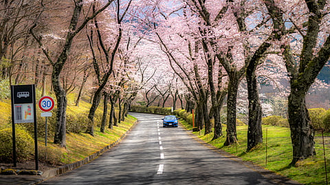 Photo of cherry blossom along road in Shizuoka, Japan