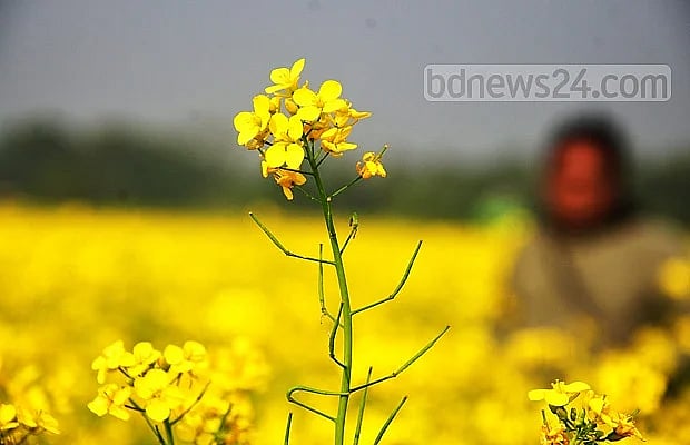 Seeds of success: how Bangladeshi farmers are making a mark with mustard