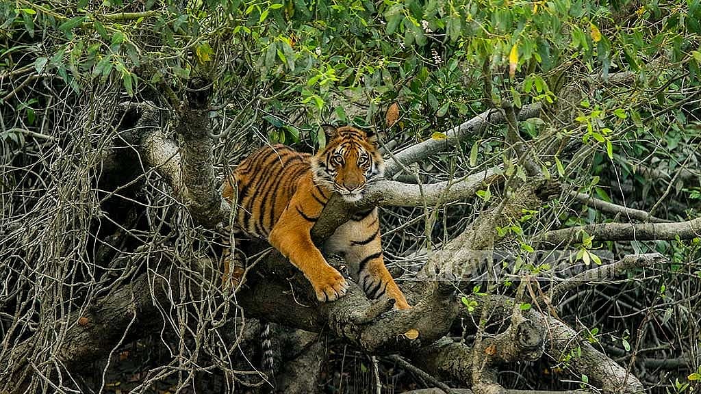 Food shortages, dried up rivers making tigers in Sundarbans look for easy prey
