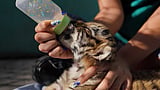 Fifth endangered Bengal tiger born in Cuban zoo