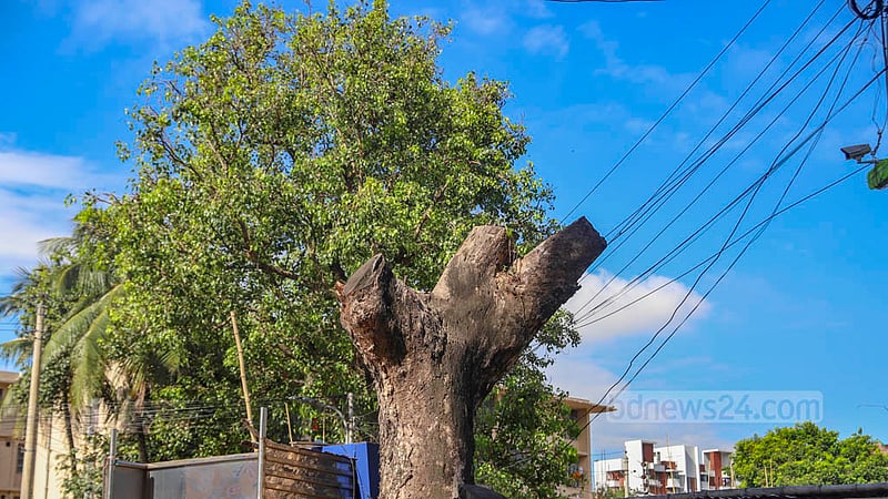 All the branches of a huge tree have been cut off due to the development of the road to Dhakeshwari National Temple. Now the dead tree stands alone along the footpath.