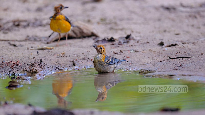 Komla Dama, or orange-headed thrush, goes for a splash in a puddle on a road in Khagrachhari Sadar to get relief from the searing heat. Photo: Samir Mallik