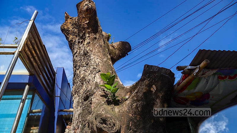 A parasitic plant grows on a tree that died after all its branches were trimmed for the development of the road to Dhakeshwari National Temple.