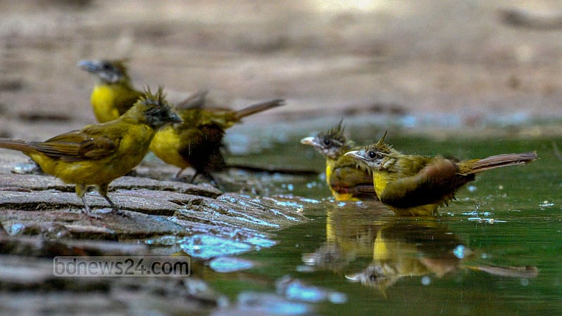 A rare white-throated Bulbul takes a dip in a puddle on a road in Khagrachhari Sadar to keep cool in the scorching heat. Photo: Samir Mallik