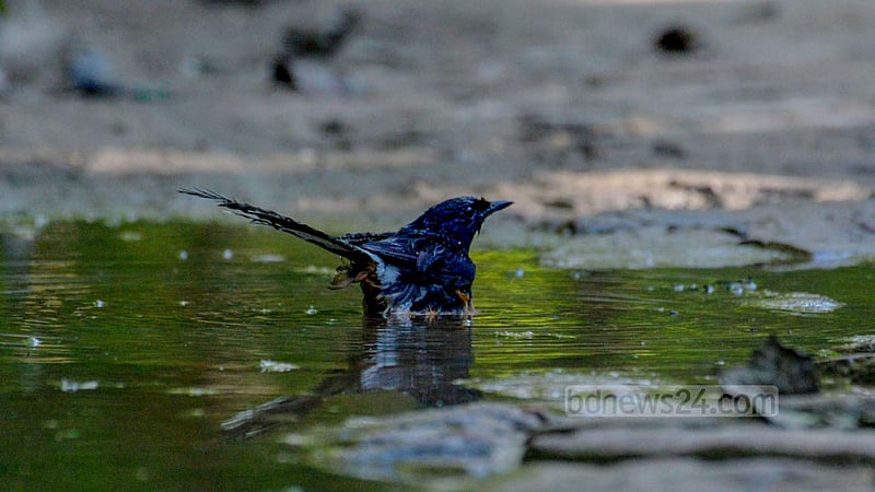 A Dhobol Komor Shyama, or white-rumped shama, bathes in a puddle on a road in Khagrachhari Sadar to beat the scorching heat. Photo: Samir Mallik