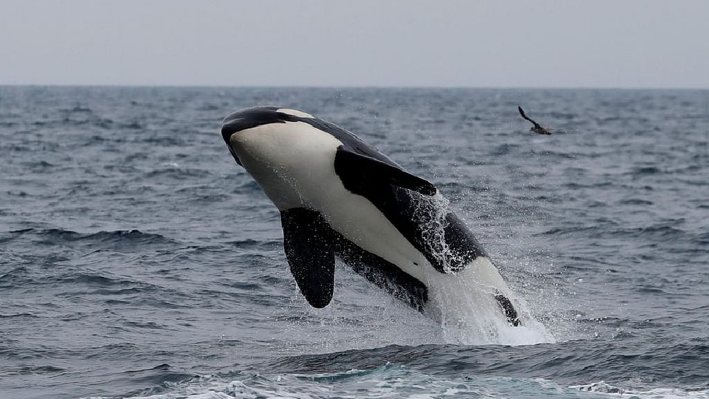 World’s wildlife more at risk than realised
