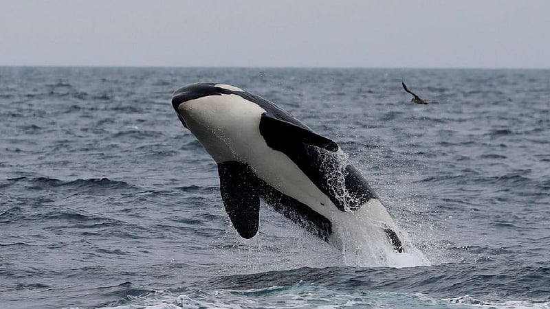 World’s wildlife more at risk than realised