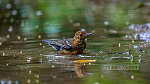 Birds bath to cool down